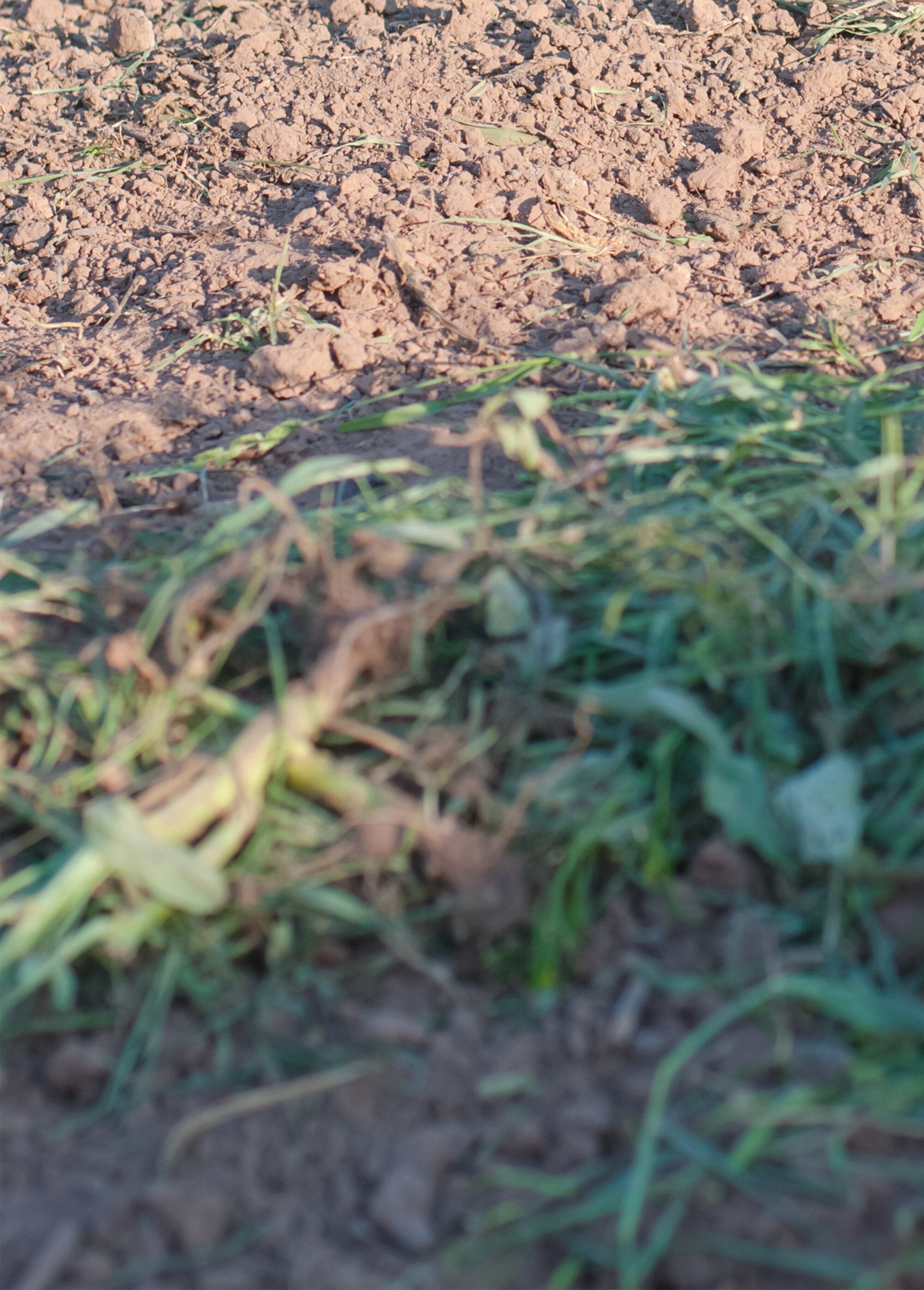 Stainless_steel_garden_claw_with_ergonomic_handle_Grey_and_yellow_DE1_slim